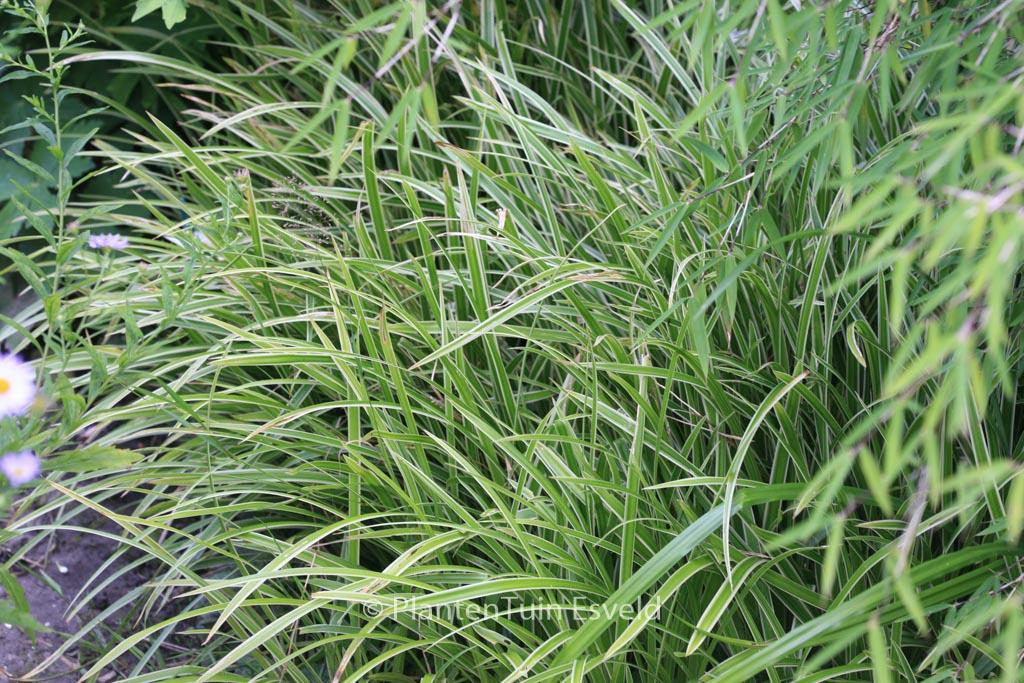 G0068 Grass Carex Morrowii Ice Dance - View 19 from www redcrocus com