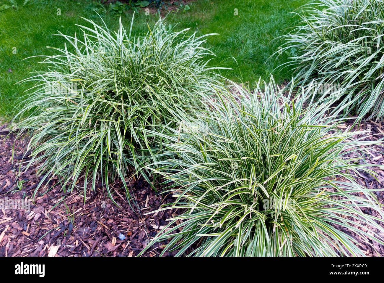 G0068 Grass Carex Morrowii Ice Dance - View 1 from www redcrocus com