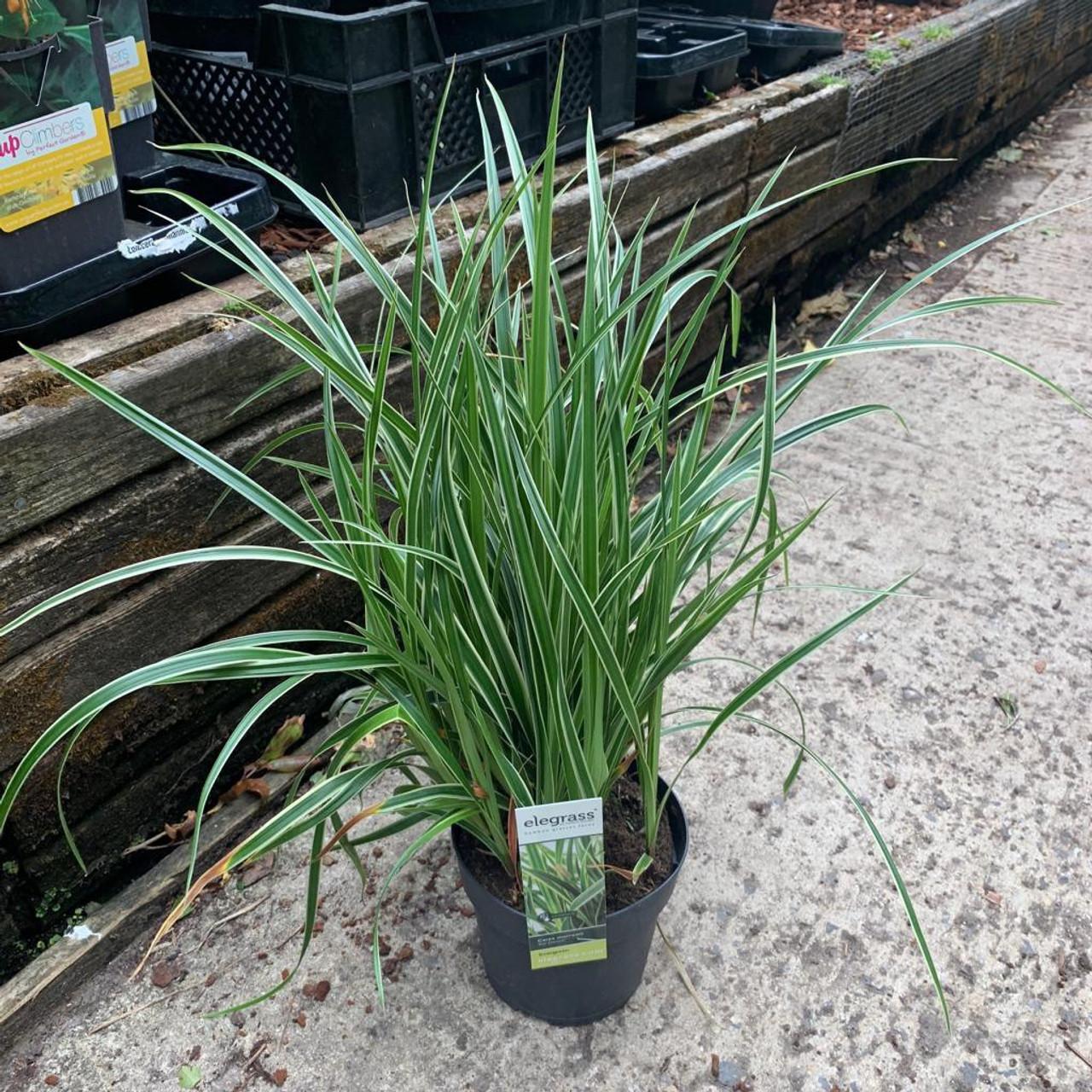 G0068 Grass Carex Morrowii Ice Dance - View 5 from www redcrocus com