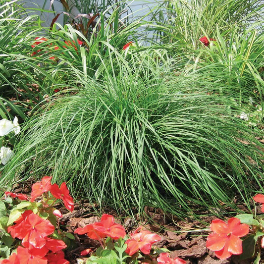G0069 Grass Carex Pensylvanica - View 10 from www redcrocus com