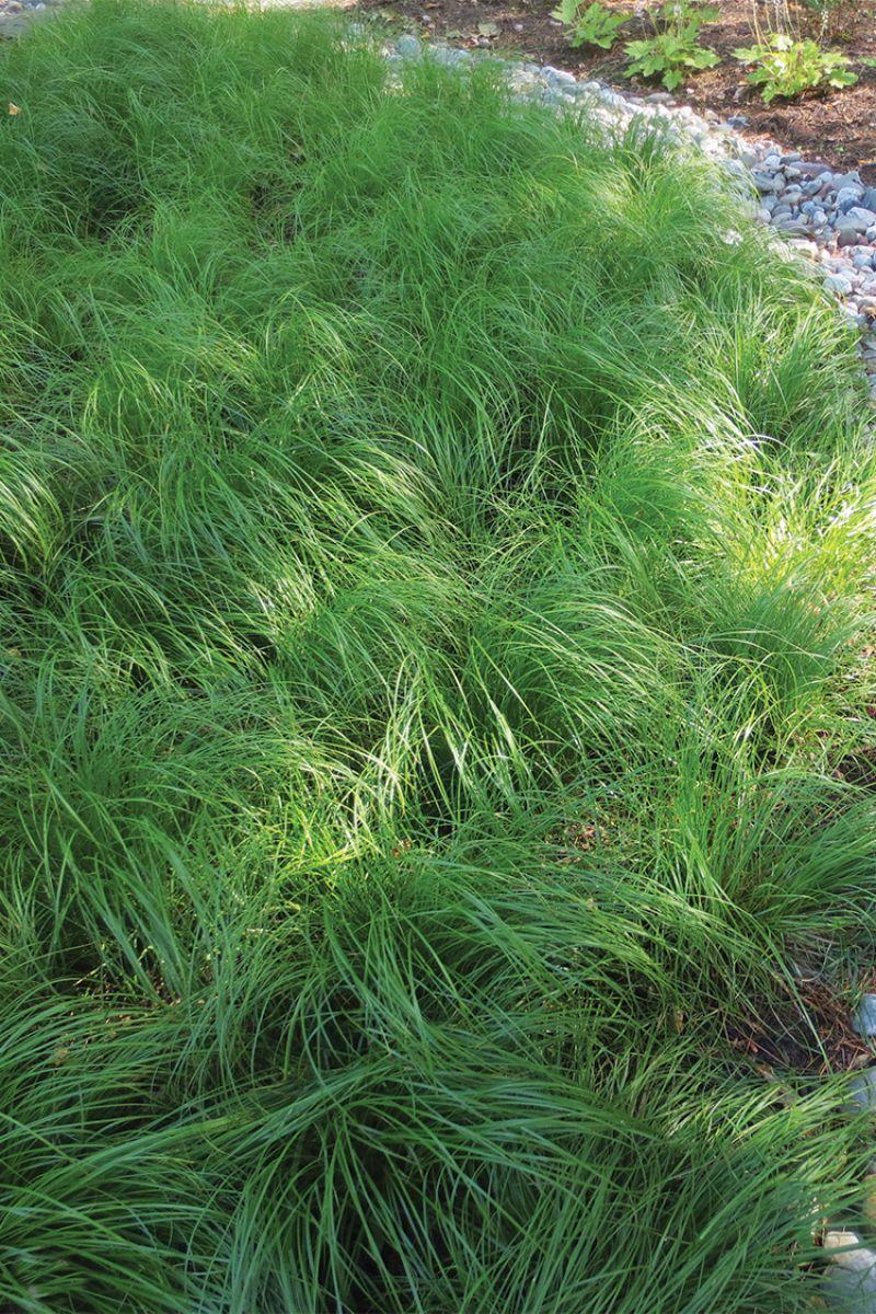 G0069 Grass Carex Pensylvanica - View 14 from www redcrocus com