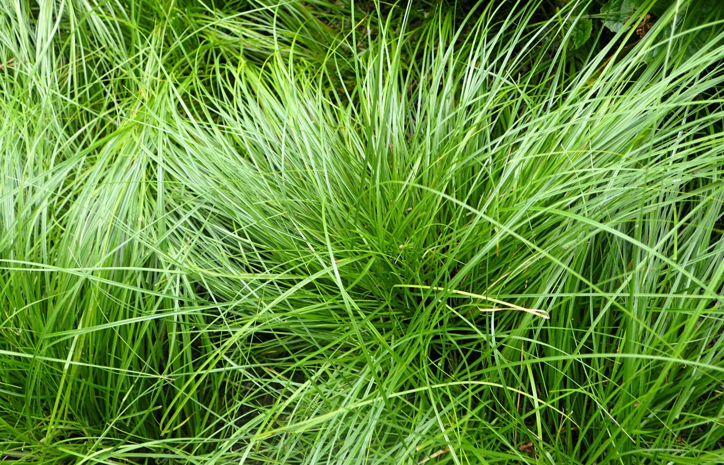 G0069 Grass Carex Pensylvanica - View 3 from www redcrocus com