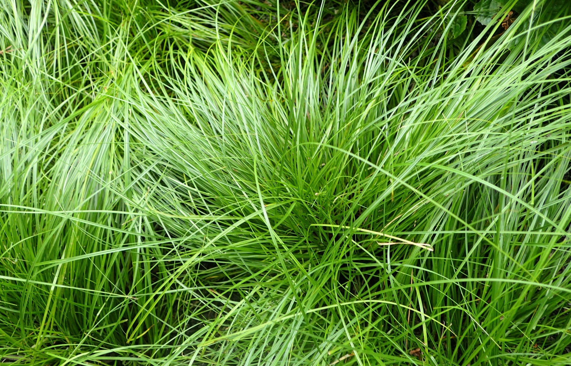 G0069 Grass Carex Pensylvanica - View 3 from www redcrocus com