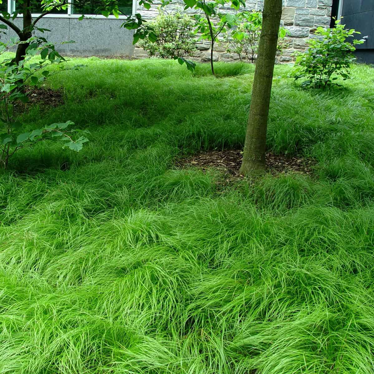 G0069 Grass Carex Pensylvanica - View 5 from www redcrocus com