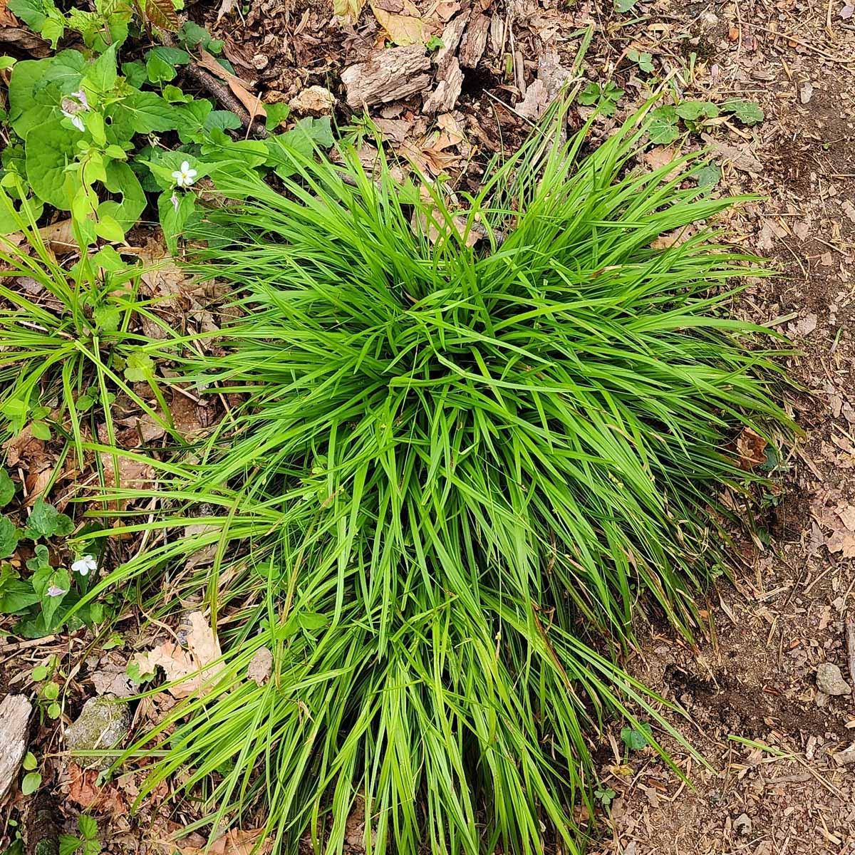 G0069 Grass Carex Pensylvanica - View 7 from www redcrocus com