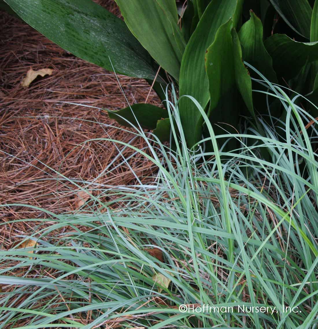 G0070 Grass Carex Flacca Blue Zinger - View 10 from www redcrocus com