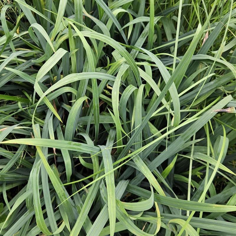 G0070 Grass Carex Flacca Blue Zinger - View 13 from www redcrocus com