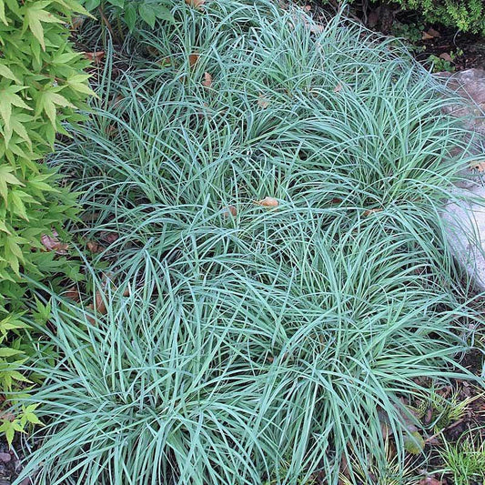 G0070 Grass Carex Flacca Blue Zinger - View 1 from www redcrocus com