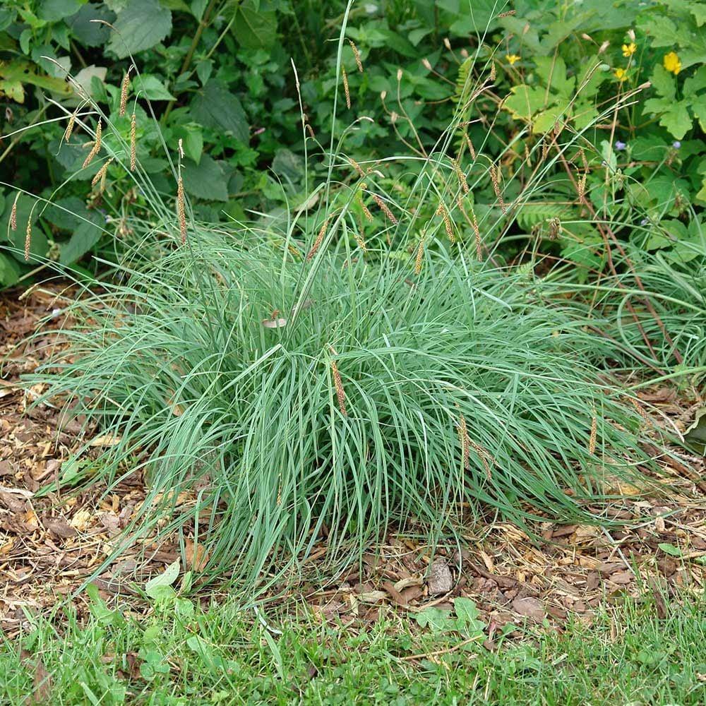 G0070 Grass Carex Flacca Blue Zinger - View 3 from www redcrocus com