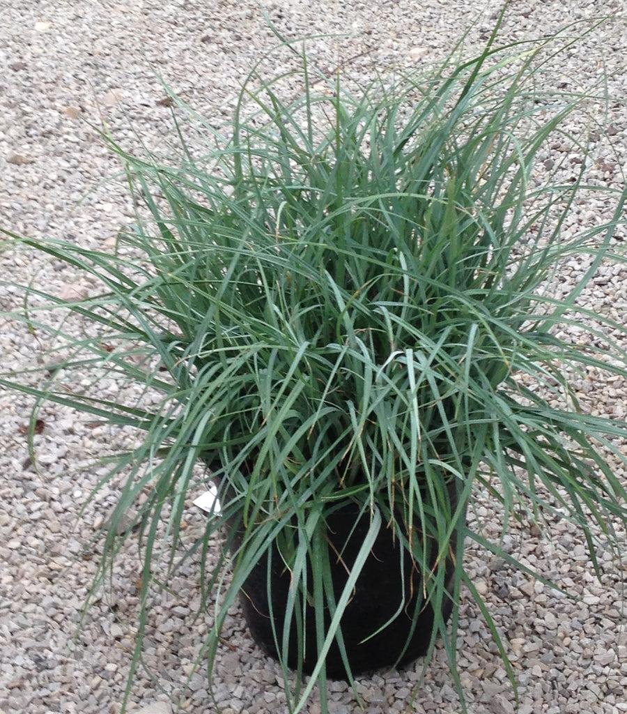 G0070 Grass Carex Flacca Blue Zinger - View 4 from www redcrocus com