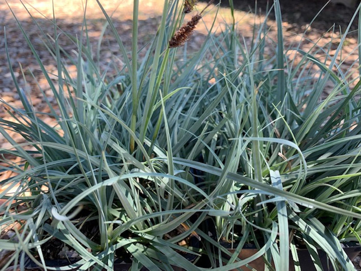 G0070 Grass Carex Flacca Blue Zinger - View 5 from www redcrocus com