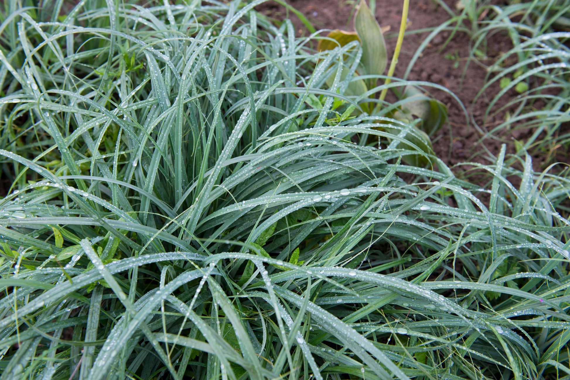 G0070 Grass Carex Flacca Blue Zinger - View 6 from www redcrocus com