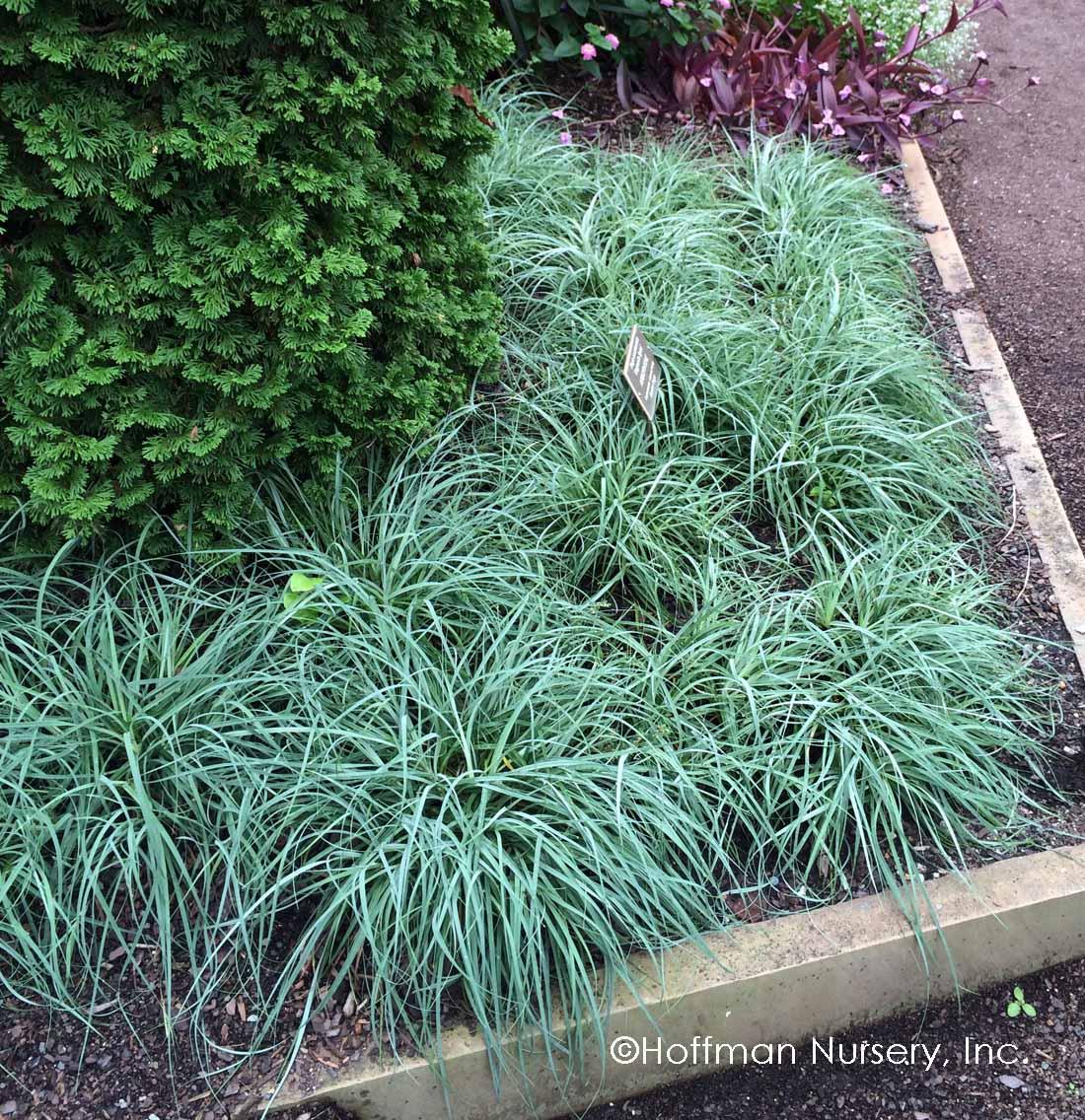 G0070 Grass Carex Flacca Blue Zinger - View 7 from www redcrocus com