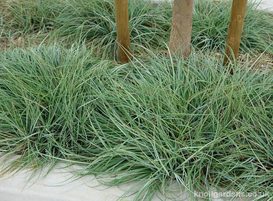 G0070 Grass Carex Flacca Blue Zinger - View 9 from www redcrocus com