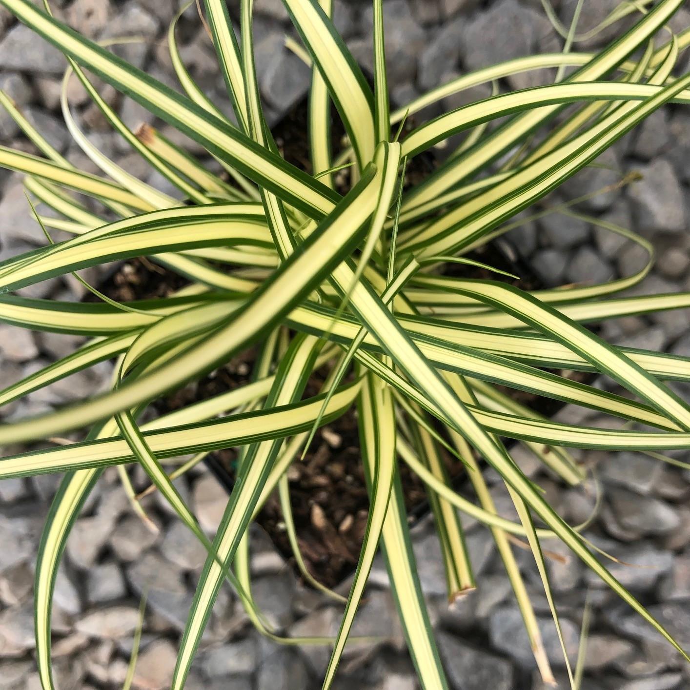 G0071 Grass Carex Oshimensis Evergold - View 10 from www redcrocus com