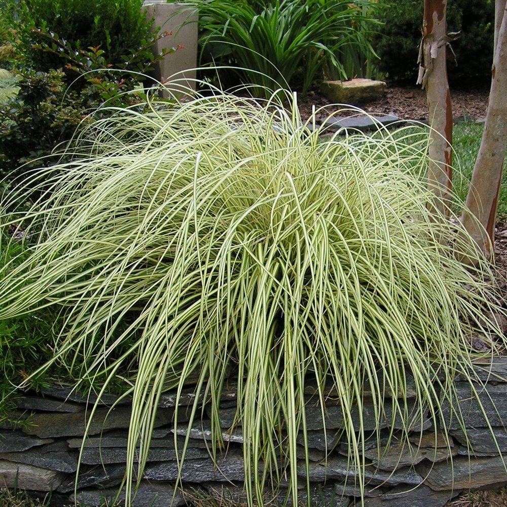G0071 Grass Carex Oshimensis Evergold - View 13 from www redcrocus com