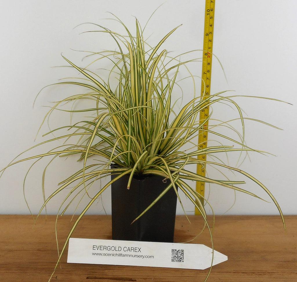 G0071 Grass Carex Oshimensis Evergold - View 14 from www redcrocus com