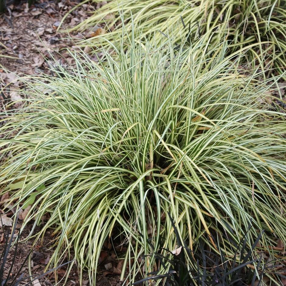 G0071 Grass Carex Oshimensis Evergold - View 15 from www redcrocus com