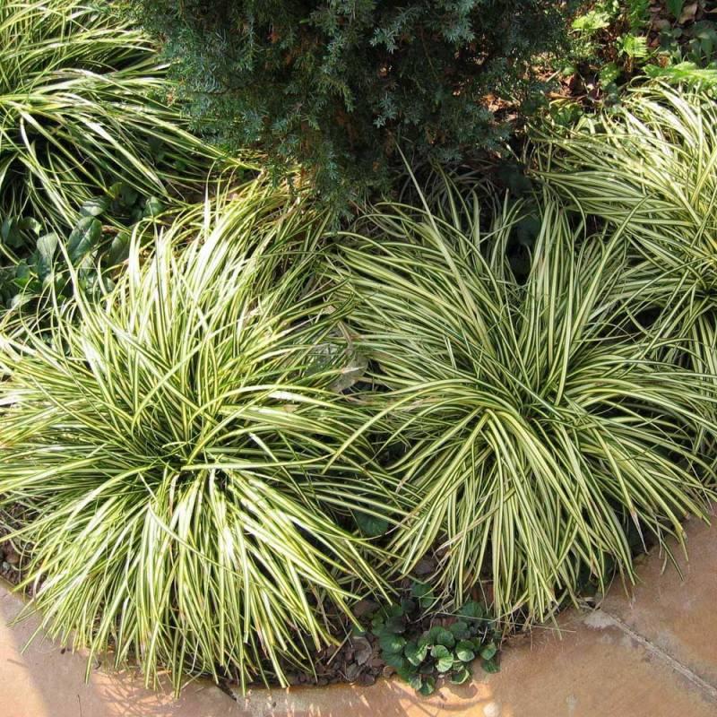 G0071 Grass Carex Oshimensis Evergold - View 16 from www redcrocus com