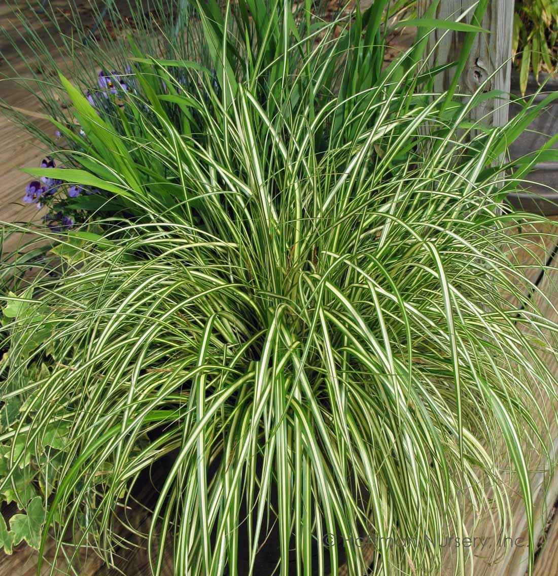 G0071 Grass Carex Oshimensis Evergold - View 17 from www redcrocus com