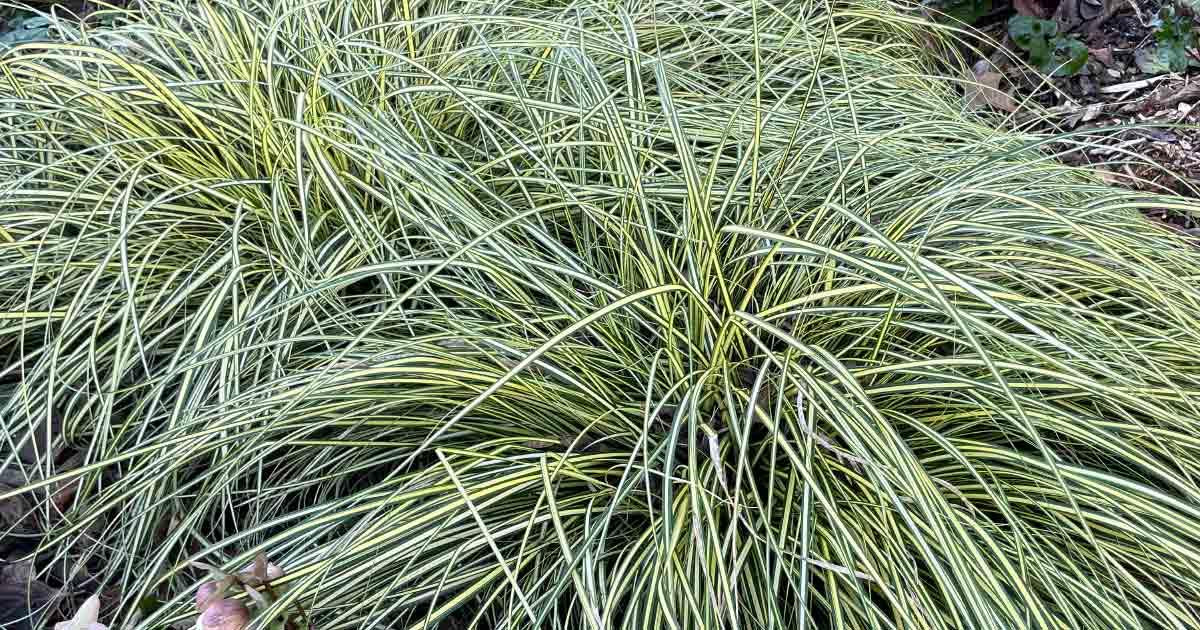 G0071 Grass Carex Oshimensis Evergold - View 18 from www redcrocus com
