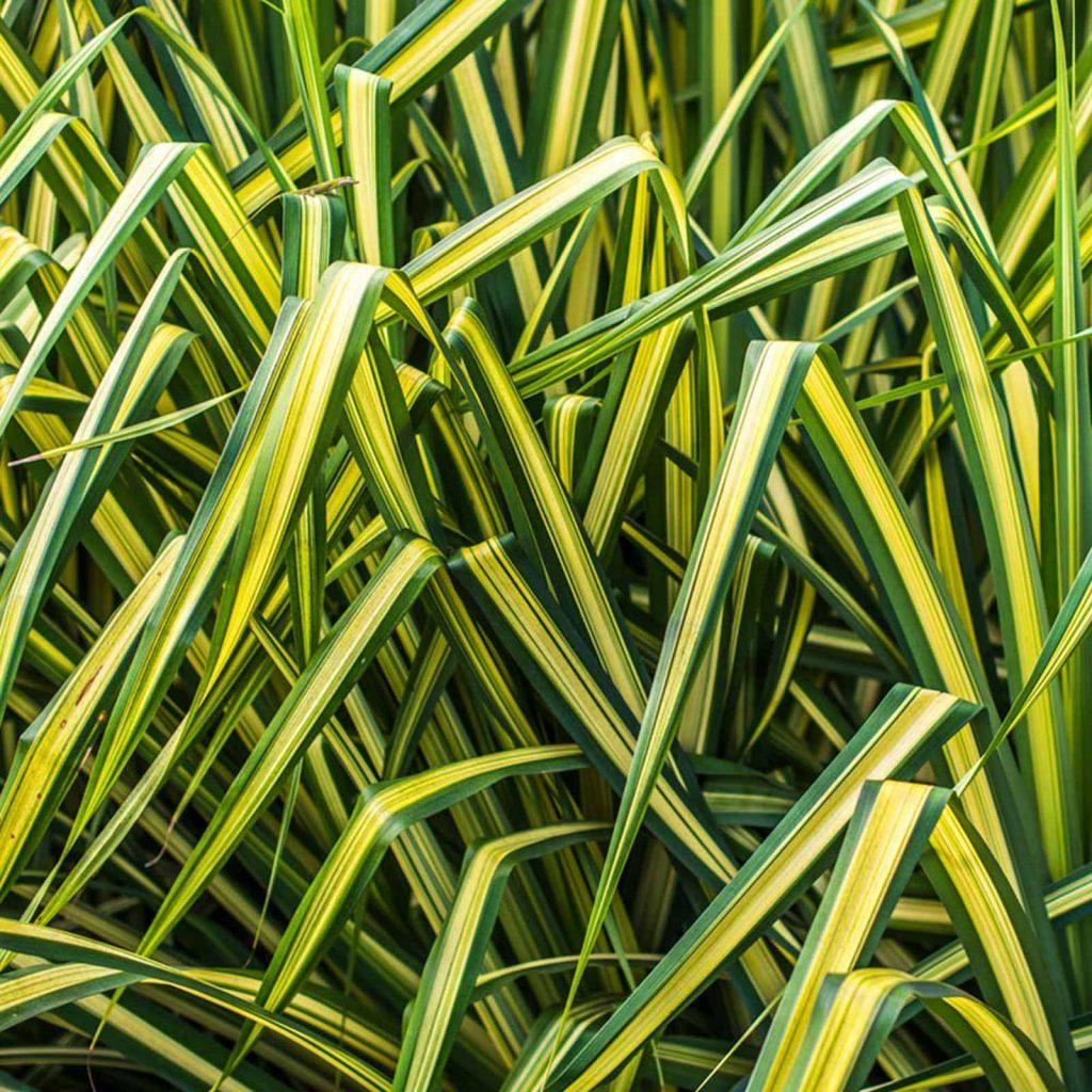 G0071 Grass Carex Oshimensis Evergold - View 19 from www redcrocus com
