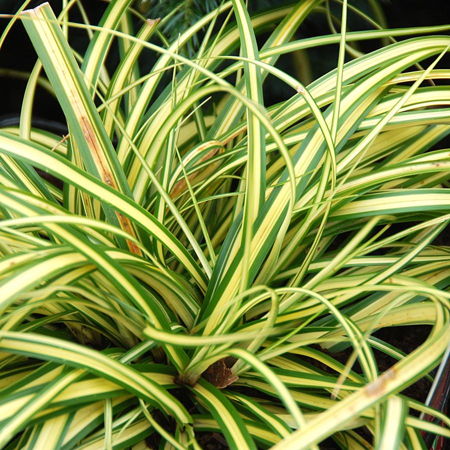 G0071 Grass Carex Oshimensis Evergold - View 1 from www redcrocus com