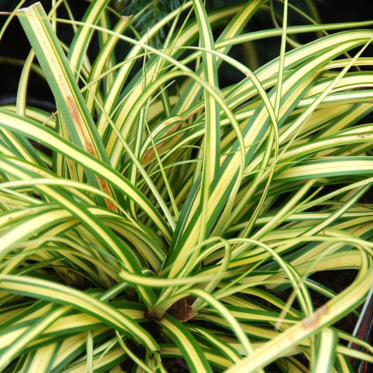 G0071 Grass Carex Oshimensis Evergold - View 1 from www redcrocus com