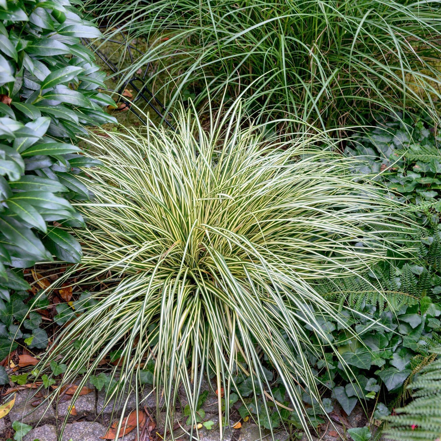 G0071 Grass Carex Oshimensis Evergold - View 2 from www redcrocus com