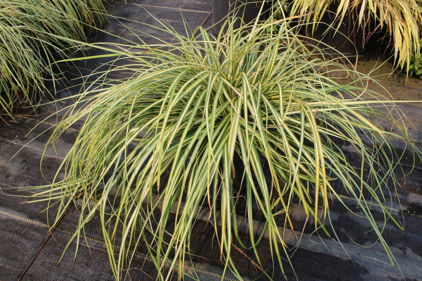 G0071 Grass Carex Oshimensis Evergold - View 3 from www redcrocus com