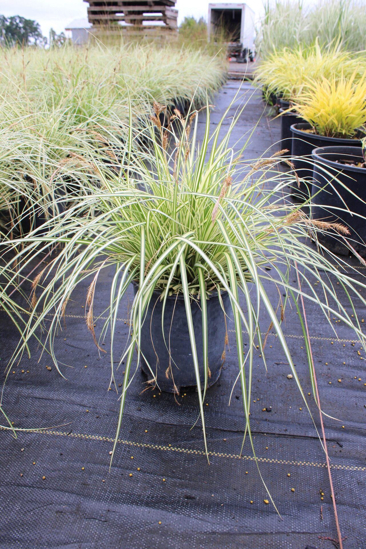 G0071 Grass Carex Oshimensis Evergold - View 4 from www redcrocus com