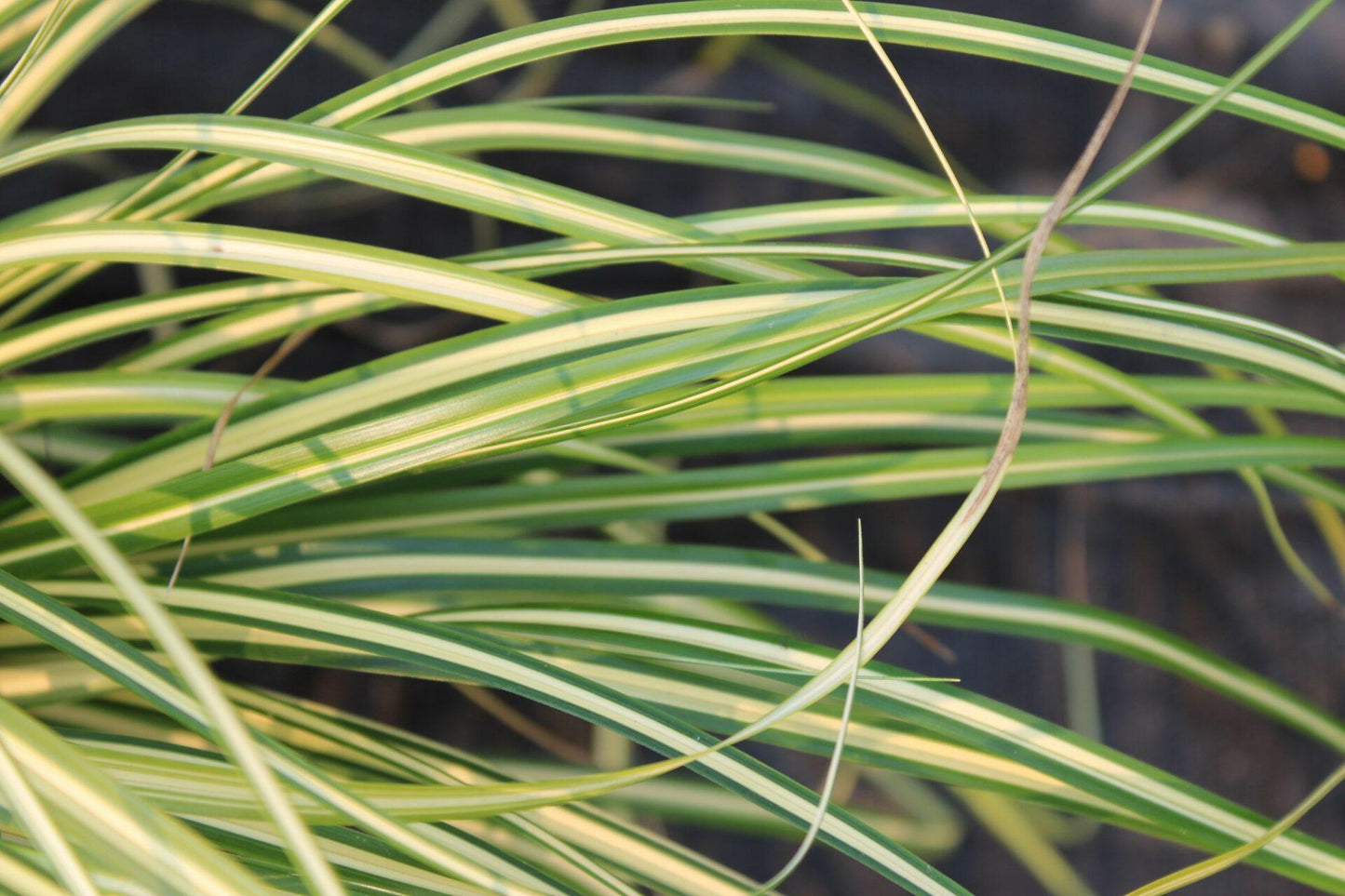 G0071 Grass Carex Oshimensis Evergold - View 5 from www redcrocus com