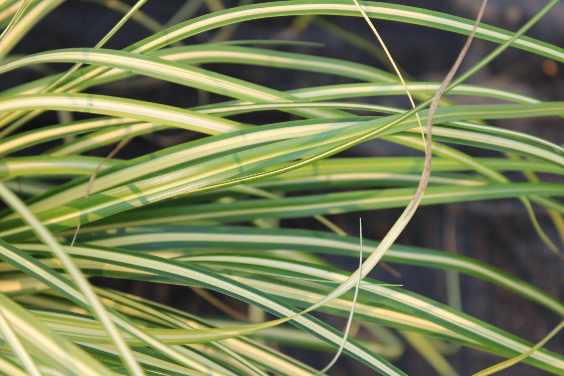 G0071 Grass Carex Oshimensis Evergold - View 5 from www redcrocus com
