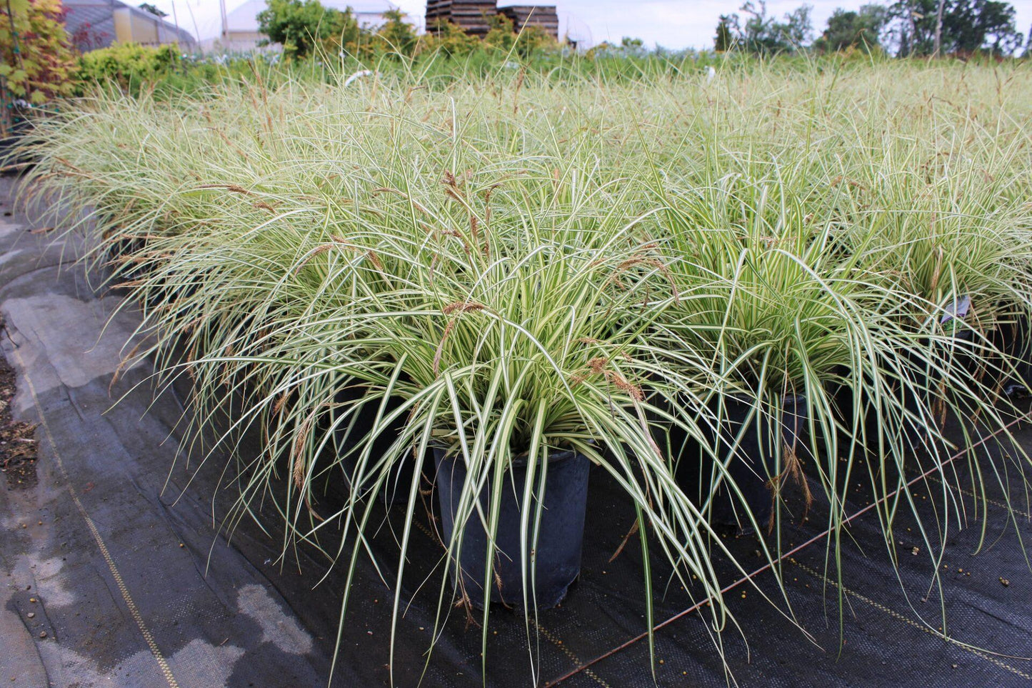 G0071 Grass Carex Oshimensis Evergold - View 6 from www redcrocus com