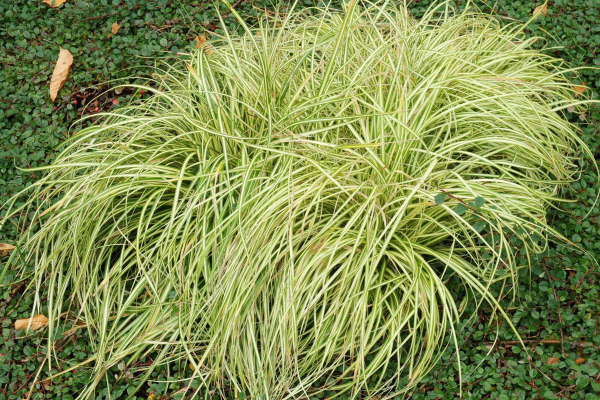 G0071 Grass Carex Oshimensis Evergold - View 7 from www redcrocus com