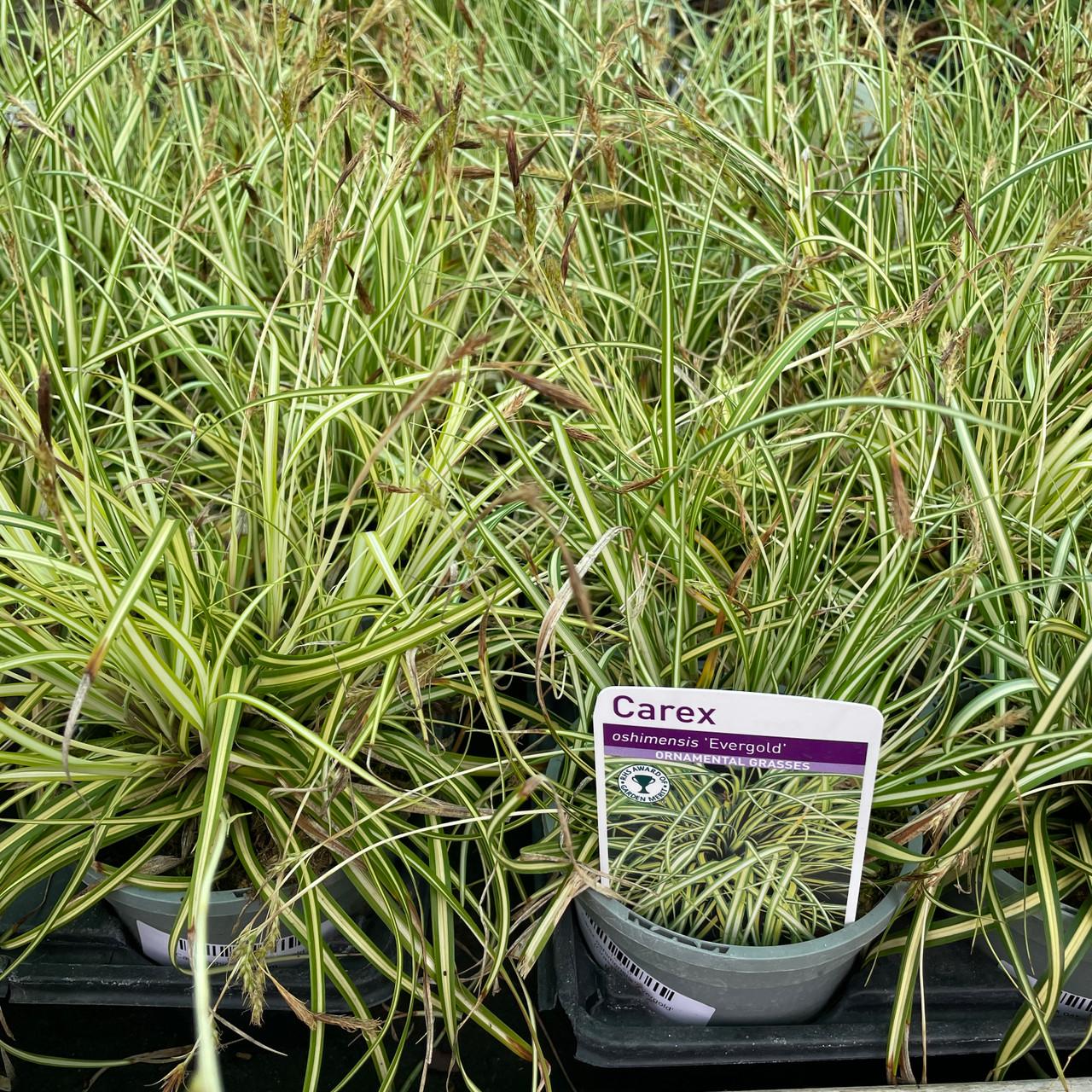 G0071 Grass Carex Oshimensis Evergold - View 8 from www redcrocus com