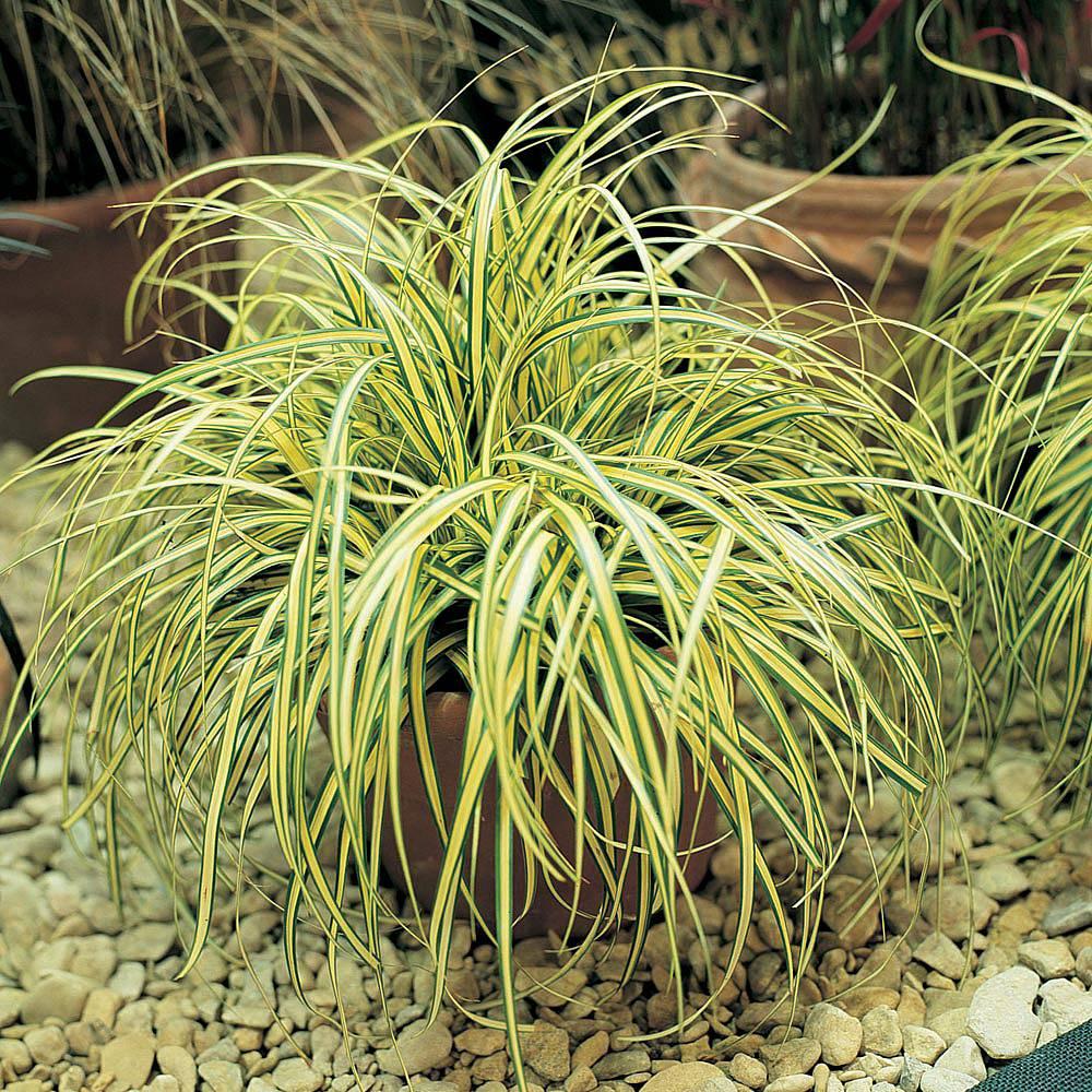 G0071 Grass Carex Oshimensis Evergold - View 9 from www redcrocus com