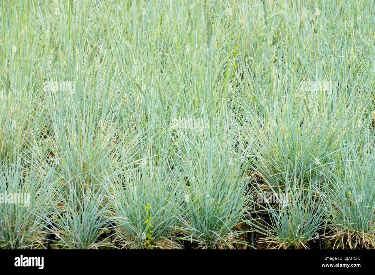 G0073 Grass Festuca Glauca Elijah Blue - View 11 from www redcrocus com