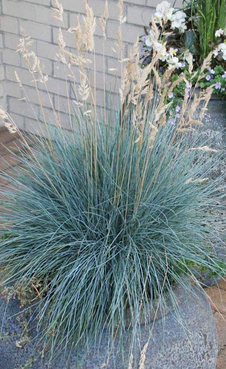 G0073 Grass Festuca Glauca Elijah Blue - View 12 from www redcrocus com