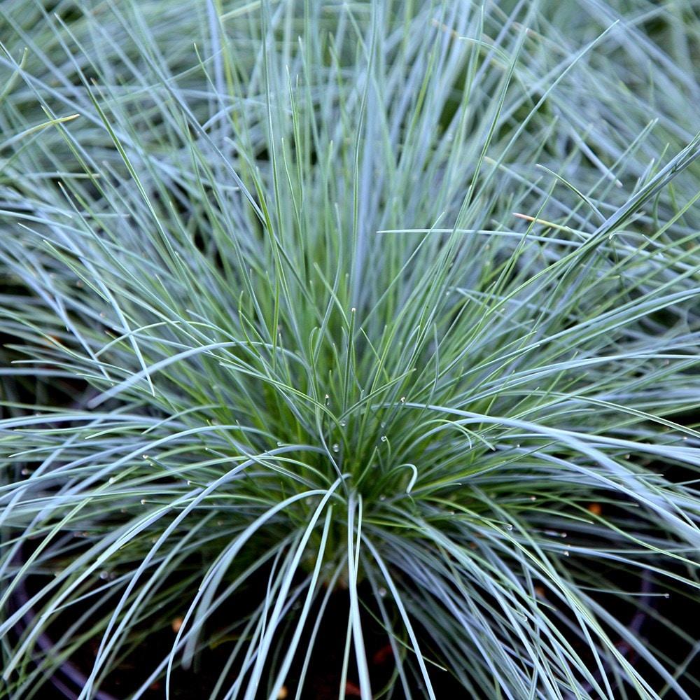 G0073 Grass Festuca Glauca Elijah Blue - View 13 from www redcrocus com