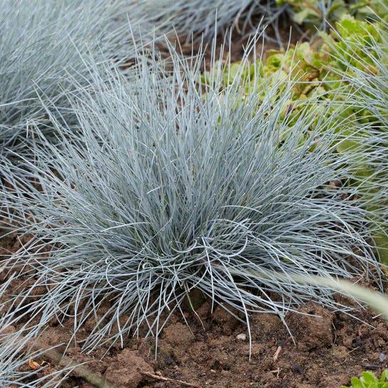 G0073 Grass Festuca Glauca Elijah Blue - View 17 from www redcrocus com