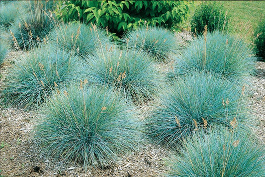 G0073 Grass Festuca Glauca Elijah Blue - View 1 from www redcrocus com