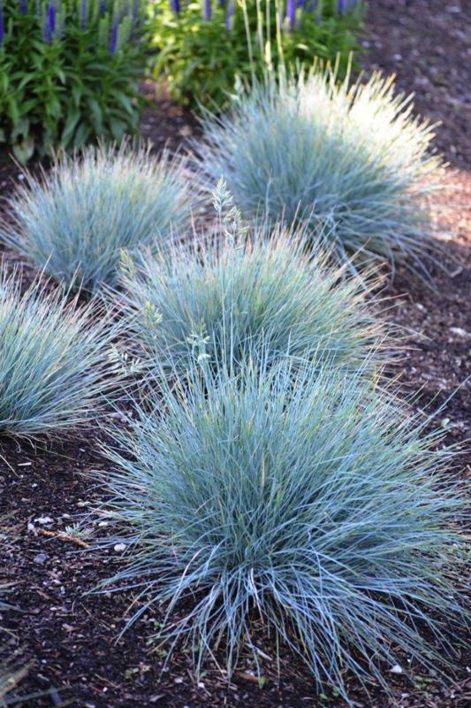 G0073 Grass Festuca Glauca Elijah Blue - View 2 from www redcrocus com