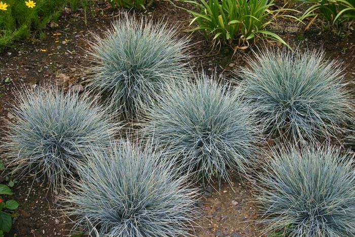 G0073 Grass Festuca Glauca Elijah Blue - View 3 from www redcrocus com