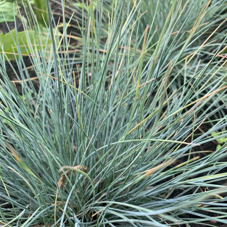 G0073 Grass Festuca Glauca Elijah Blue - View 7 from www redcrocus com