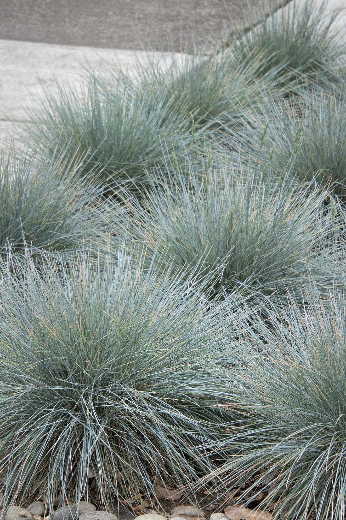 G0073 Grass Festuca Glauca Elijah Blue - View 8 from www redcrocus com