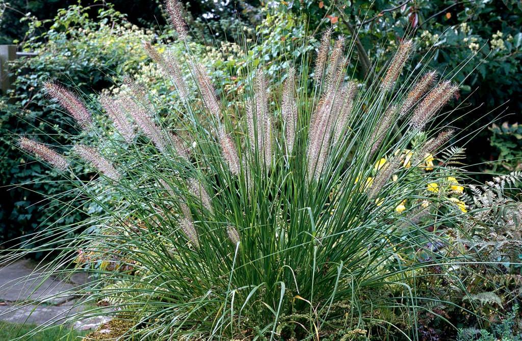 G0074 Grass Pennisetum Alopecuroides Hameln - View 19 from www redcrocus com