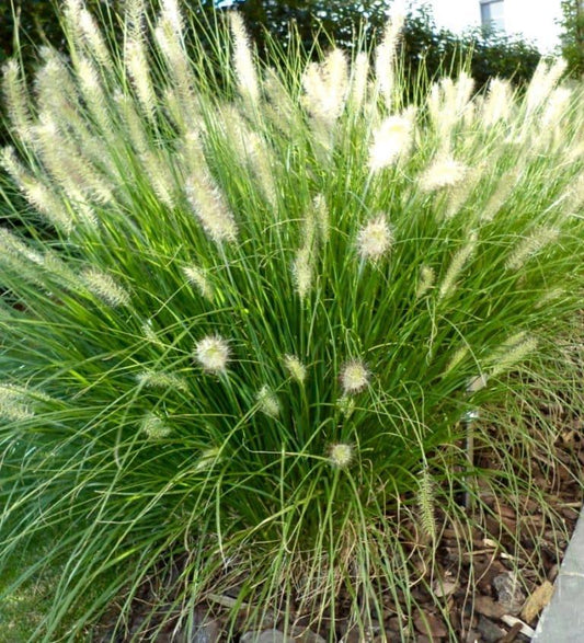 G0074 Grass Pennisetum Alopecuroides Hameln - View 1 from www redcrocus com