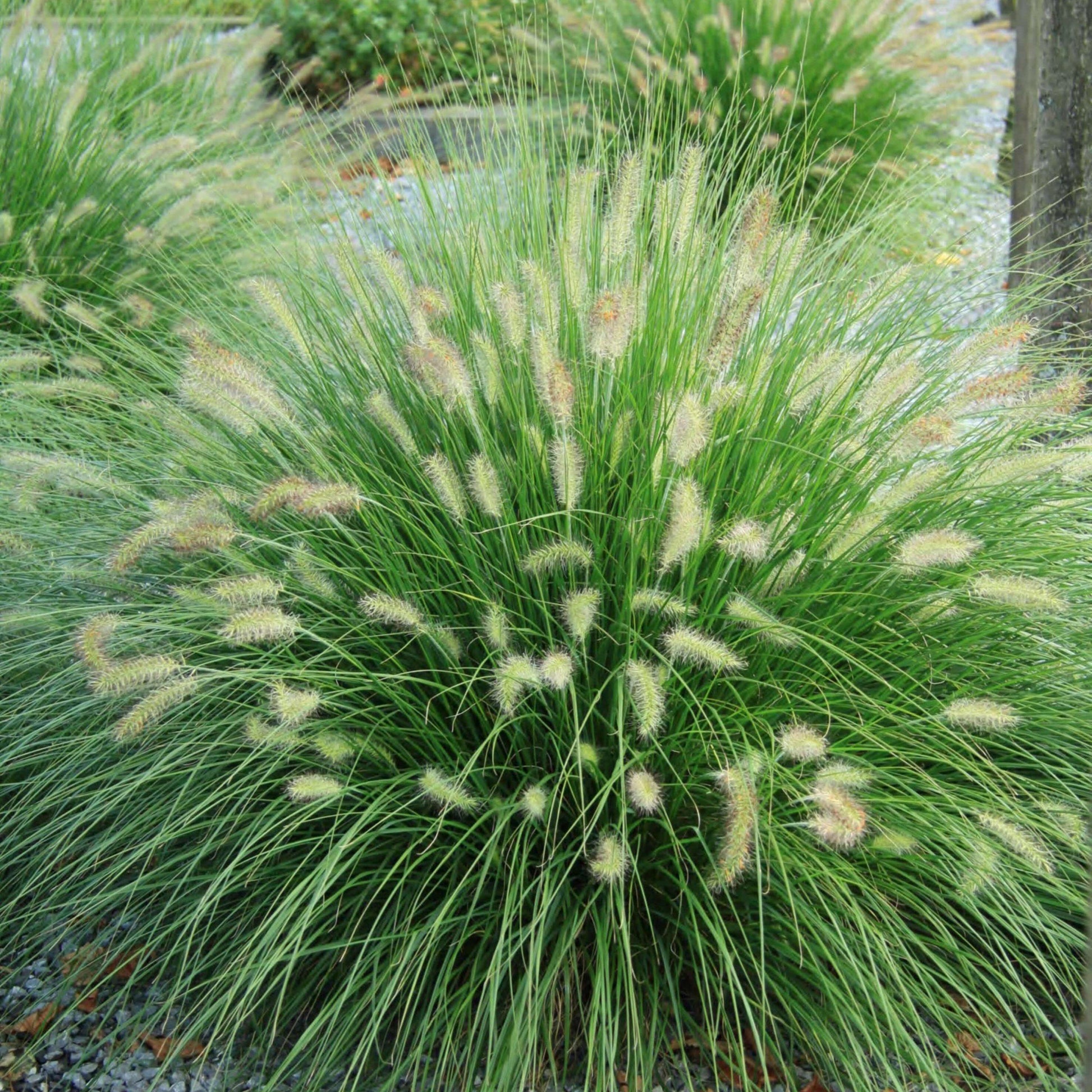G0074 Grass Pennisetum Alopecuroides Hameln - View 6 from www redcrocus com