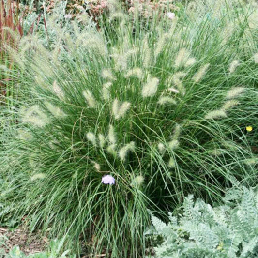 G0075 Grass Pennisetum Alopecuroides Little Bunny - View 10 from www redcrocus com